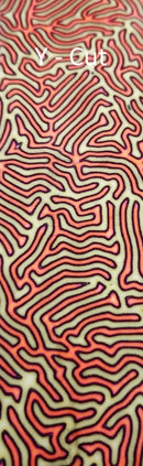 CrazyFiber™ - Toxic