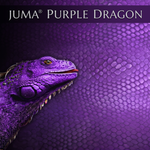 Juma - Flat Exotic Purple Dragon
