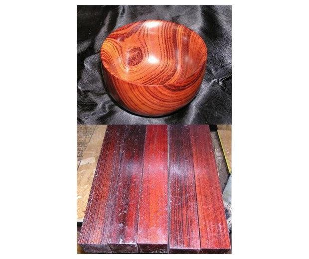 Rengas Tiger - Gluta Sp.