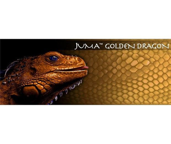 Juma - Golden Dragon
