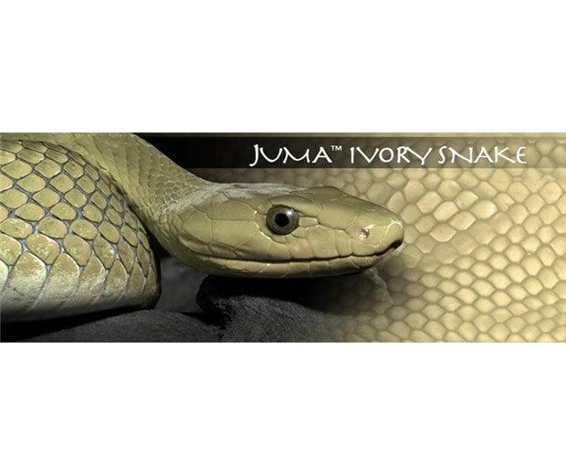 Juma - Ivory Snake